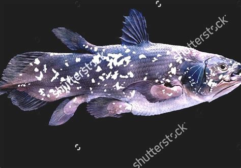 lobe finned fish|Sarcopterygii .